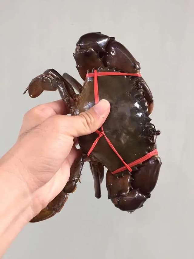 Blue Swimmer Crab