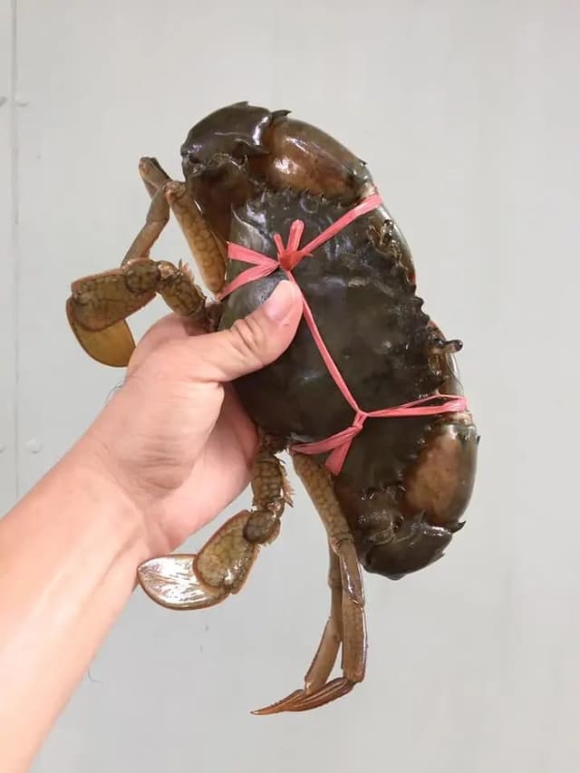 Flower Crab