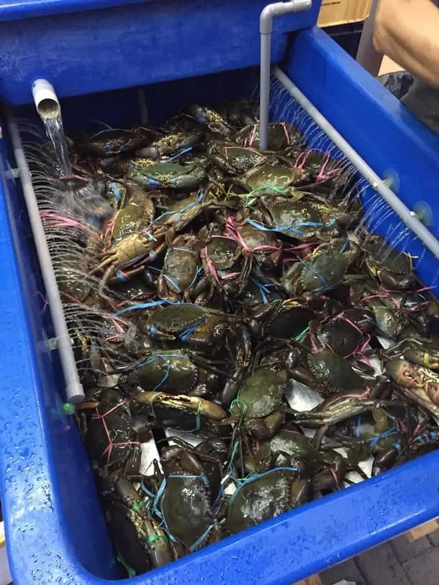 Seafood Display