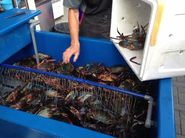 Crab Collection